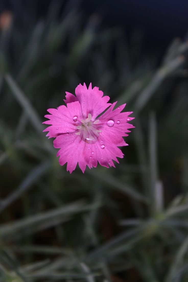 Cheddar Pink plant