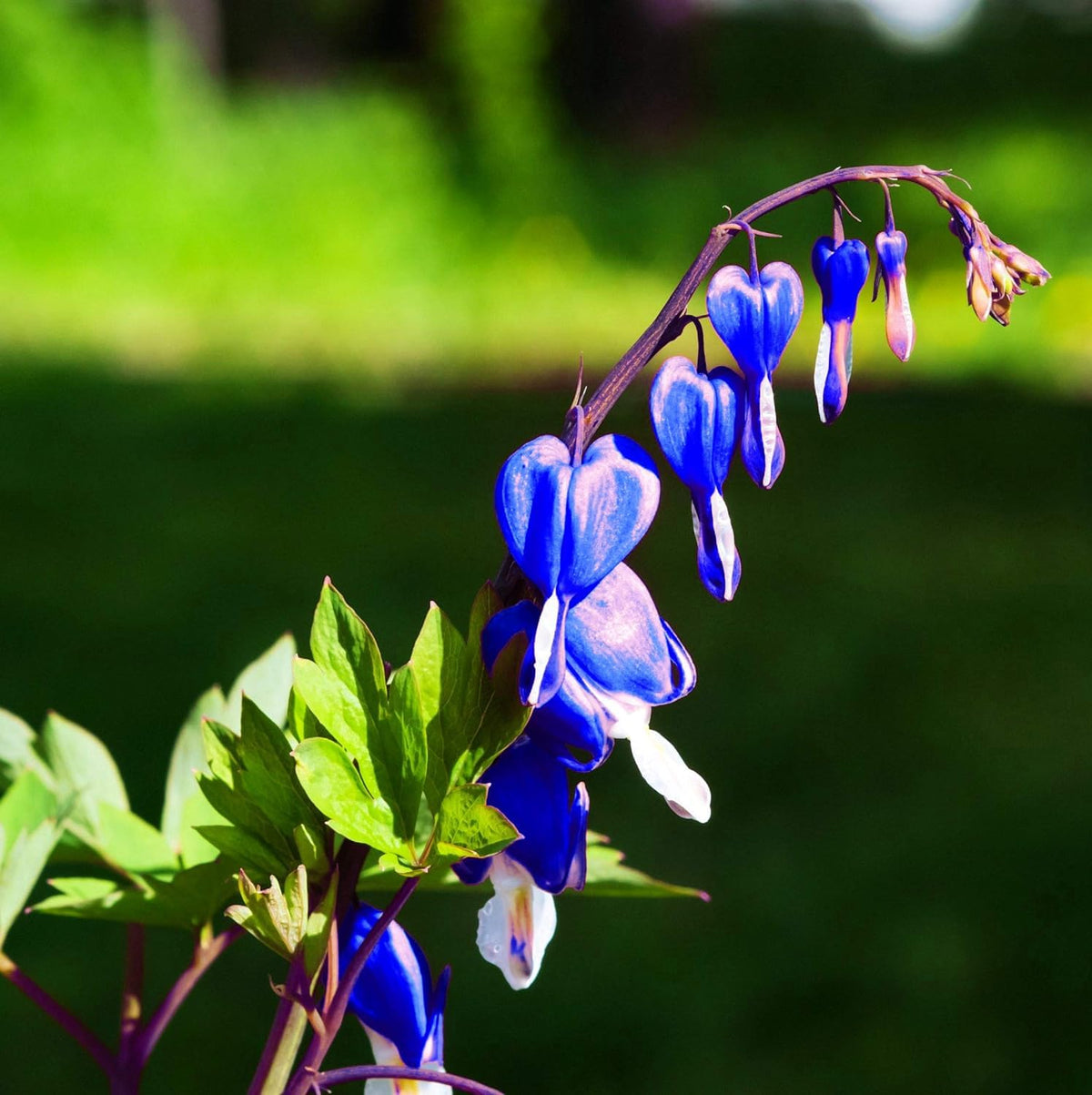 Blue Bleeding Heart plant