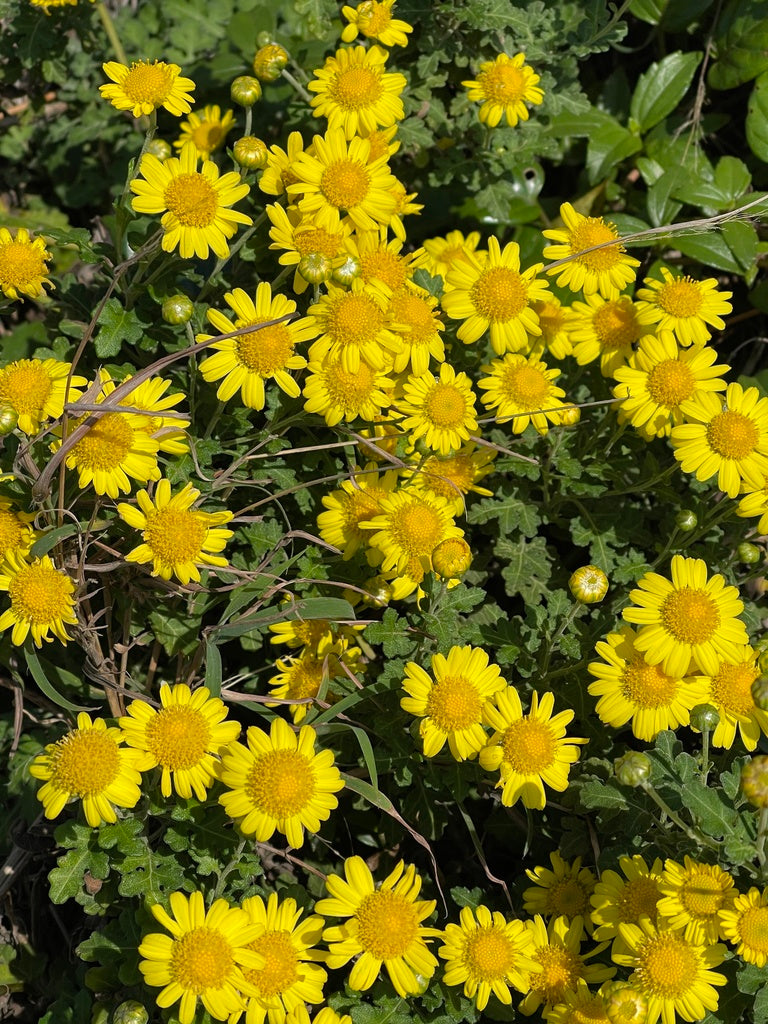 Chrysanthemum Indicum plant