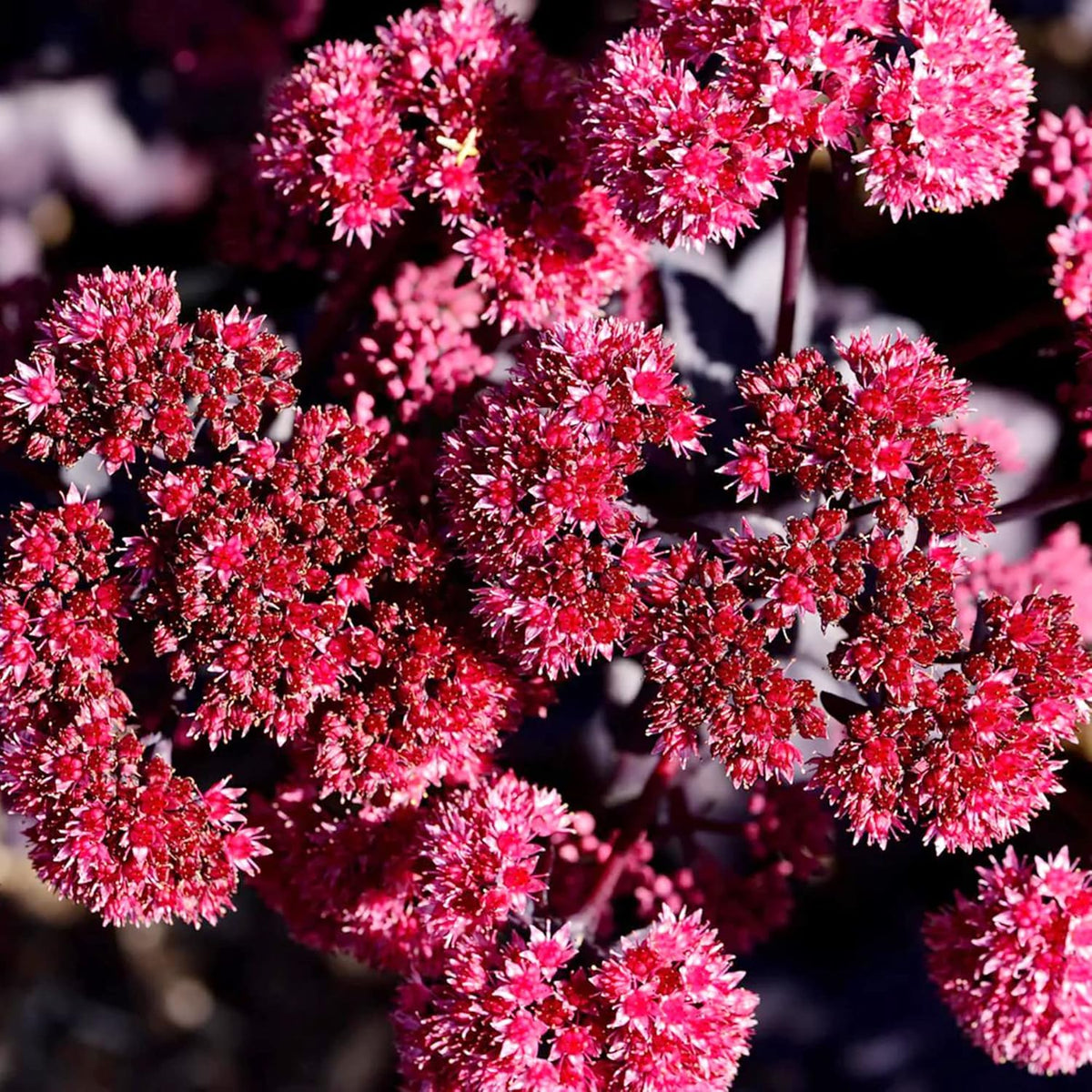 Emperor’s Wave Sedum plant