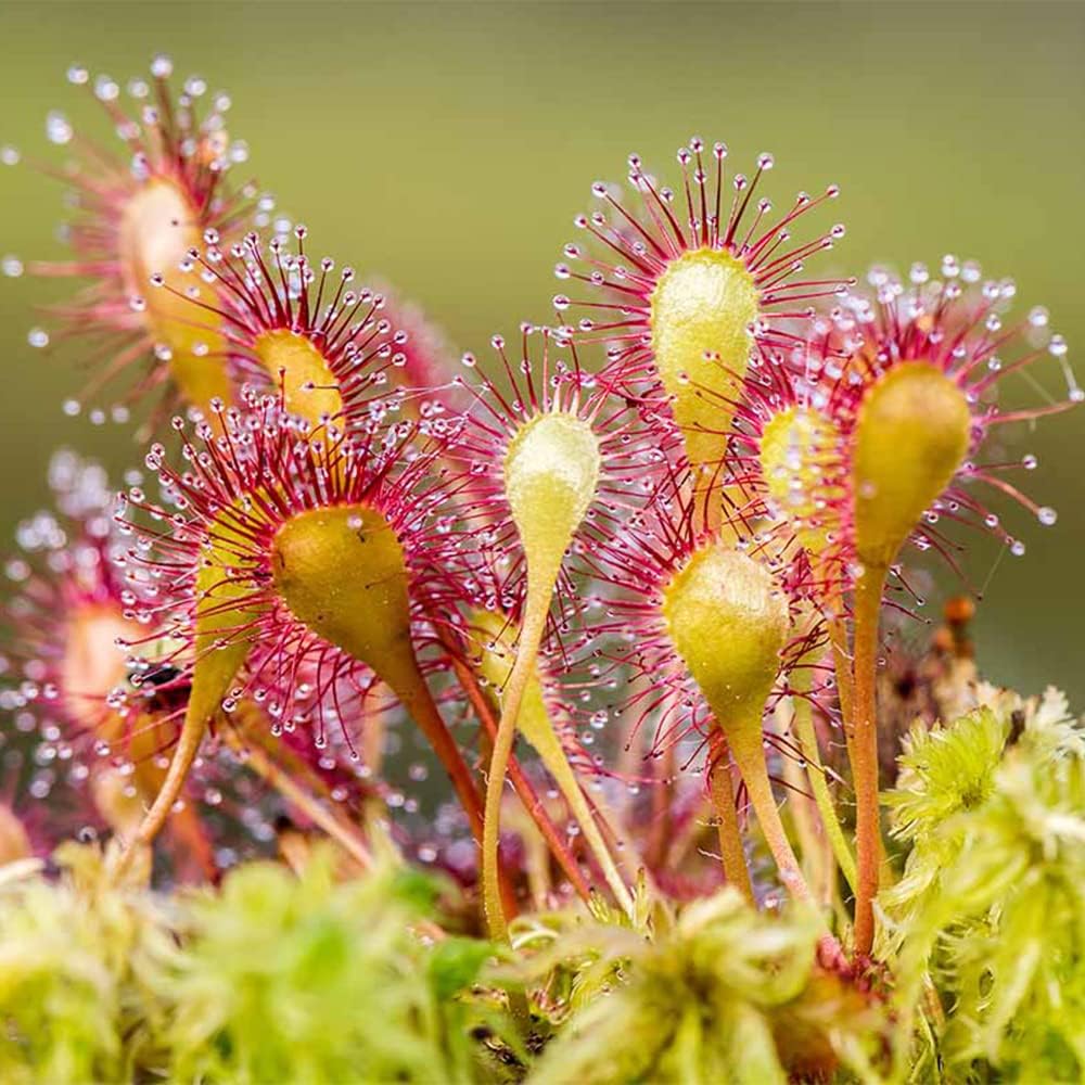 Carnivorous Sundew plant