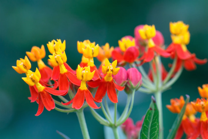Milkweed Asclepias Curassavica plant