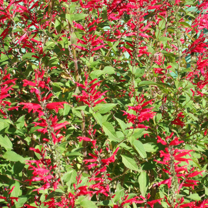Aromatic Pineapple Sage plant
