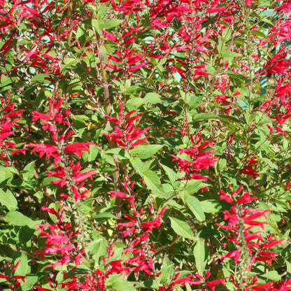 Aromatic Pineapple Sage plant