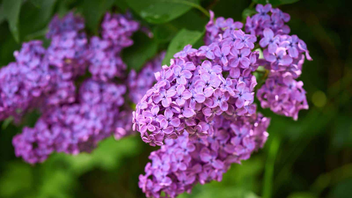 Purple Lilac plant