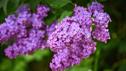 Purple Lilac plant