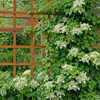 Anomala Climbing Hydrangea plant