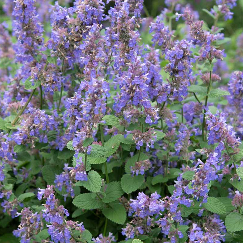 Aromatic Perennial Catmint plant