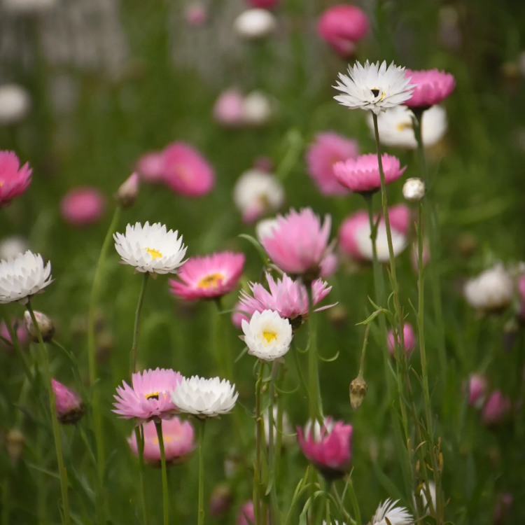 Tolerant Paper Daisy plant
