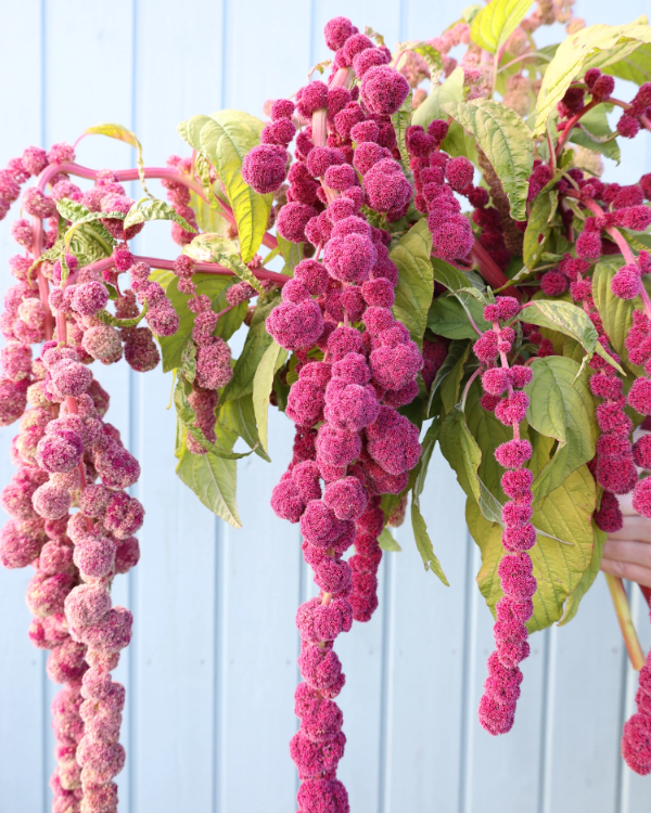 Cruentus Amaranthus plant