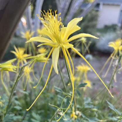 Bright Yellow Aquilegia plant