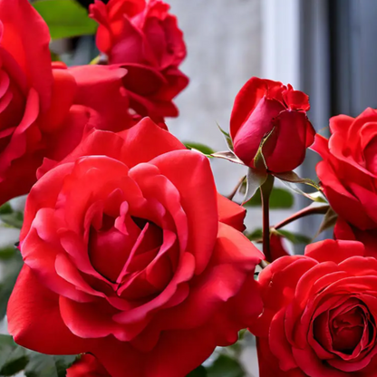 Climbing Rose plant