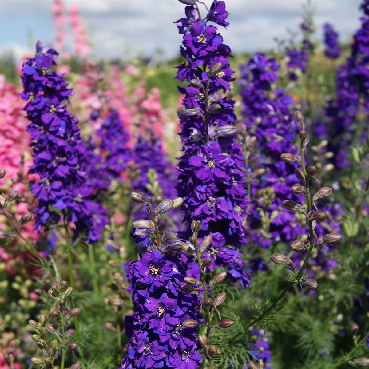 Blue Spire Larkspur plant
