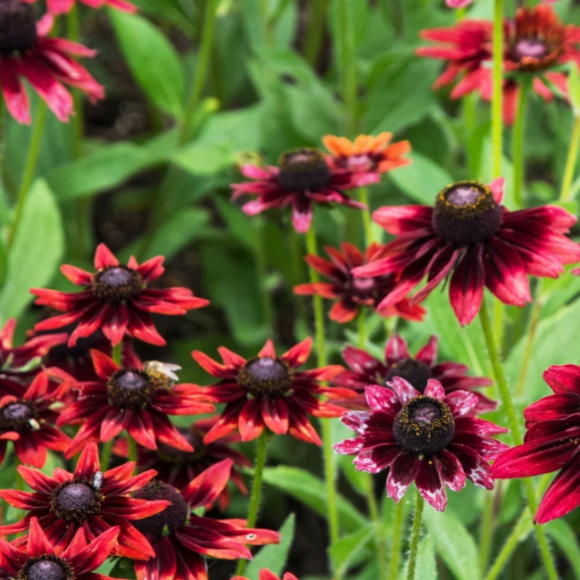 Cherry Brandy Rudbeckia plant