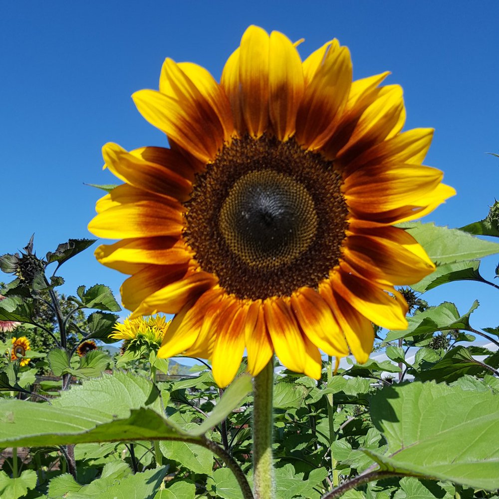 Bicolor Sunflower plant