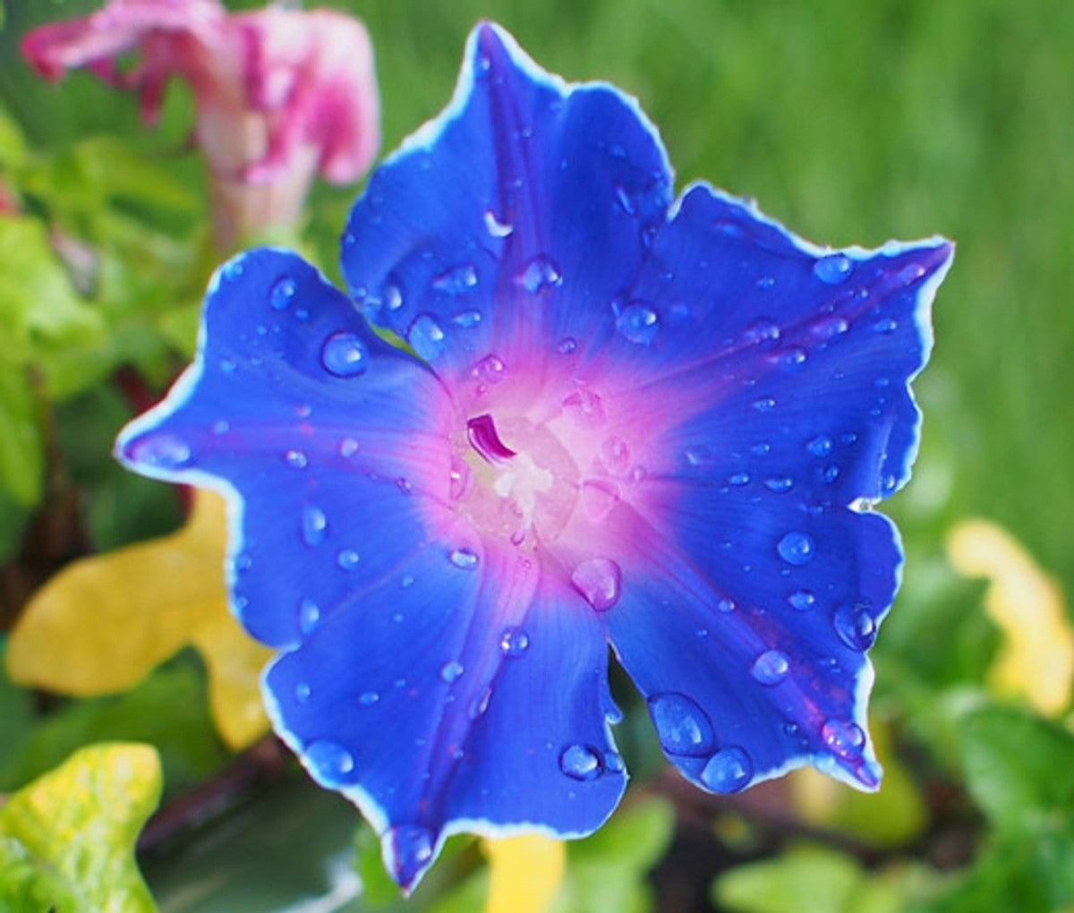 Picotee Morning Glory plant