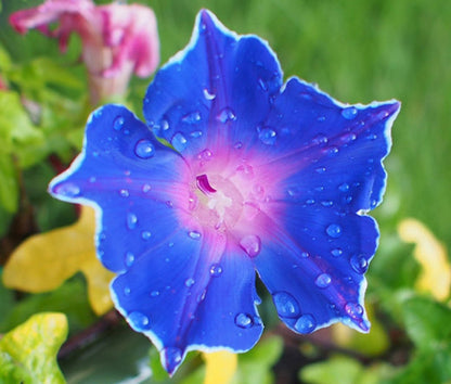 Picotee Morning Glory plant