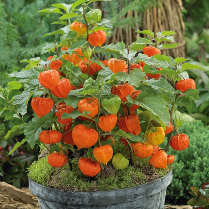 Chinese Lantern Lantern plant