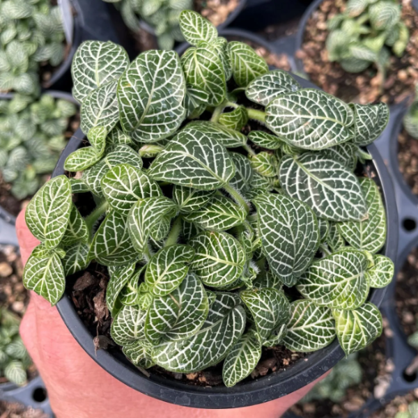 Albivenis Fittonia plant