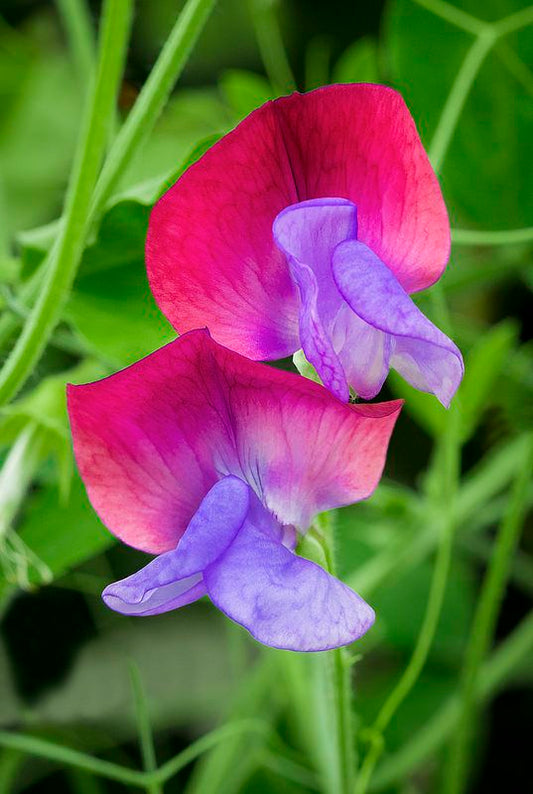 Pink Blue flower seeds