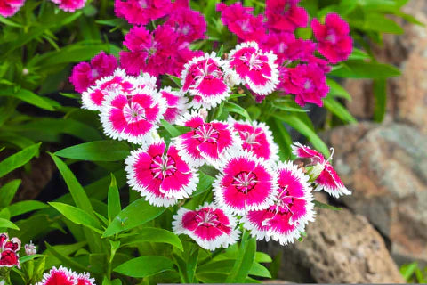 Dianthus flower seeds