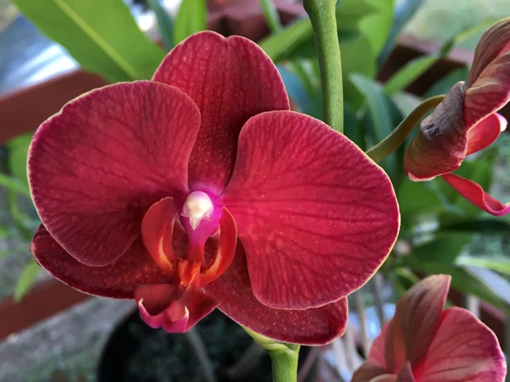 Phalaenopsis Orchid Flower Seeds for Planting – Heirloom Non-GMO Garden Seeds