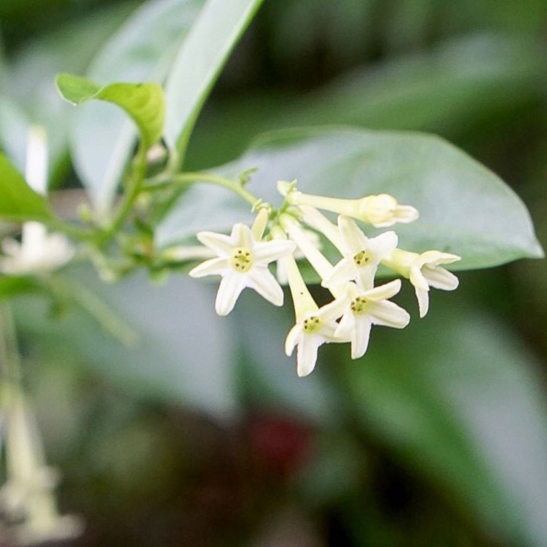 Nocturnum flower seeds