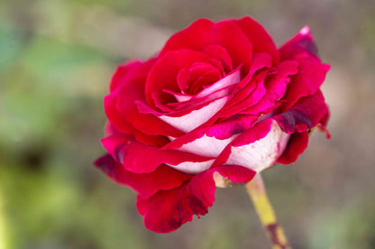 Hybrid Tea Rose plant
