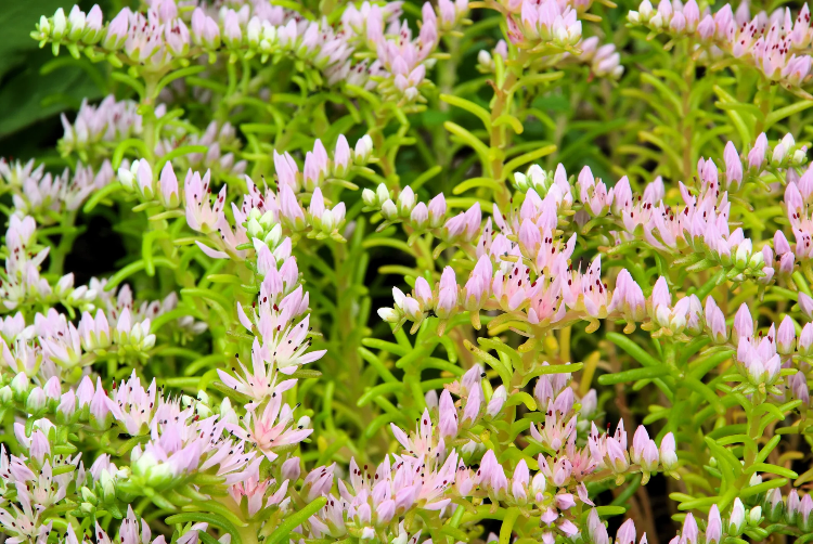 Stonecrop Sedum Pulchellum plant