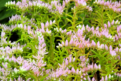 Stonecrop Sedum Pulchellum plant