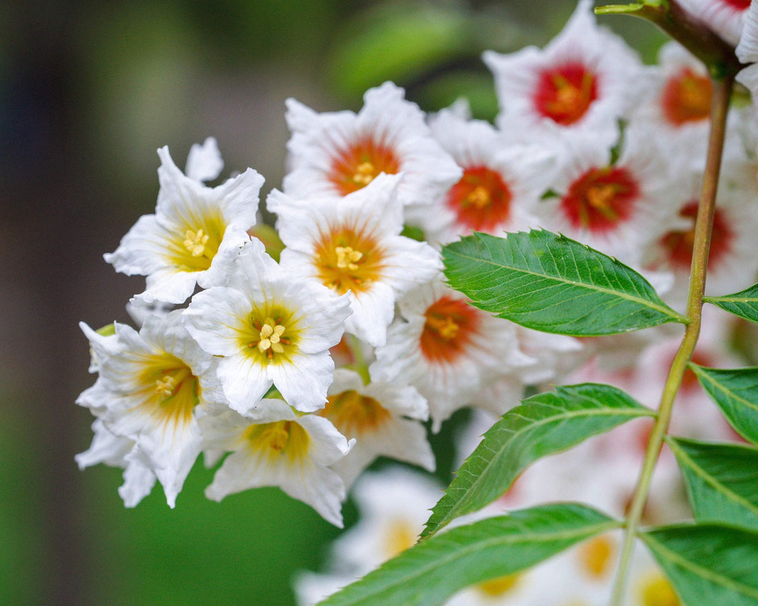 Xanthoceras Sorbifolium flower seeds