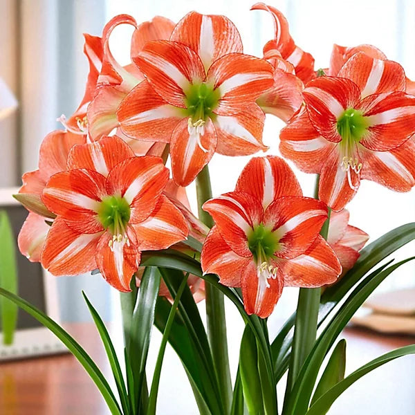 White Orange flower seeds