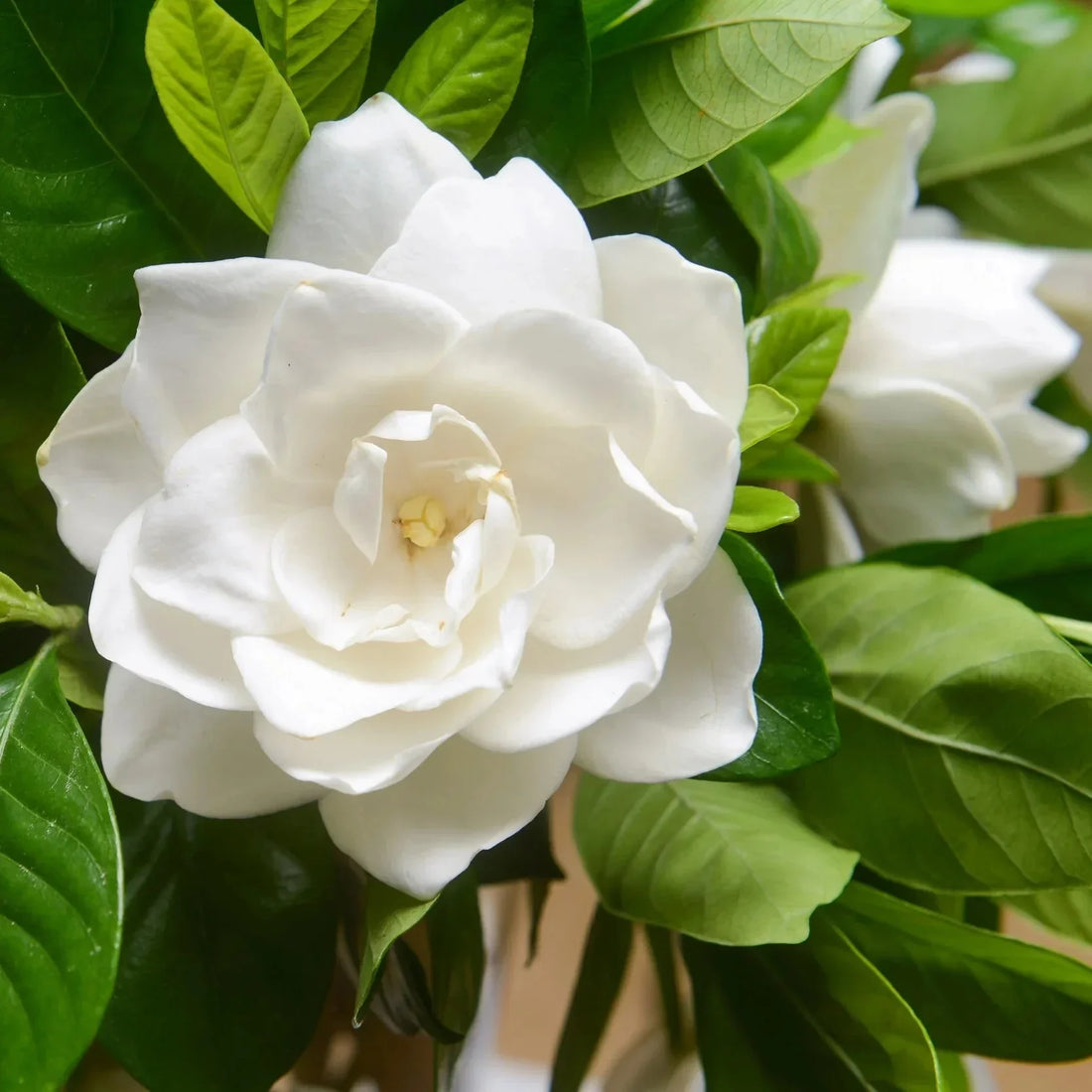 Jasminoids flower seeds
