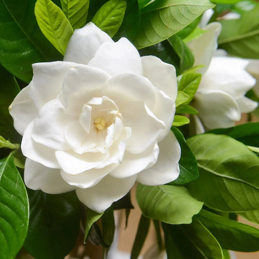 White Gardenia flower seeds