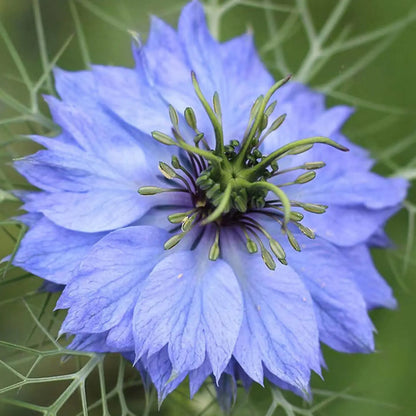 Nigella Damascena flower seeds