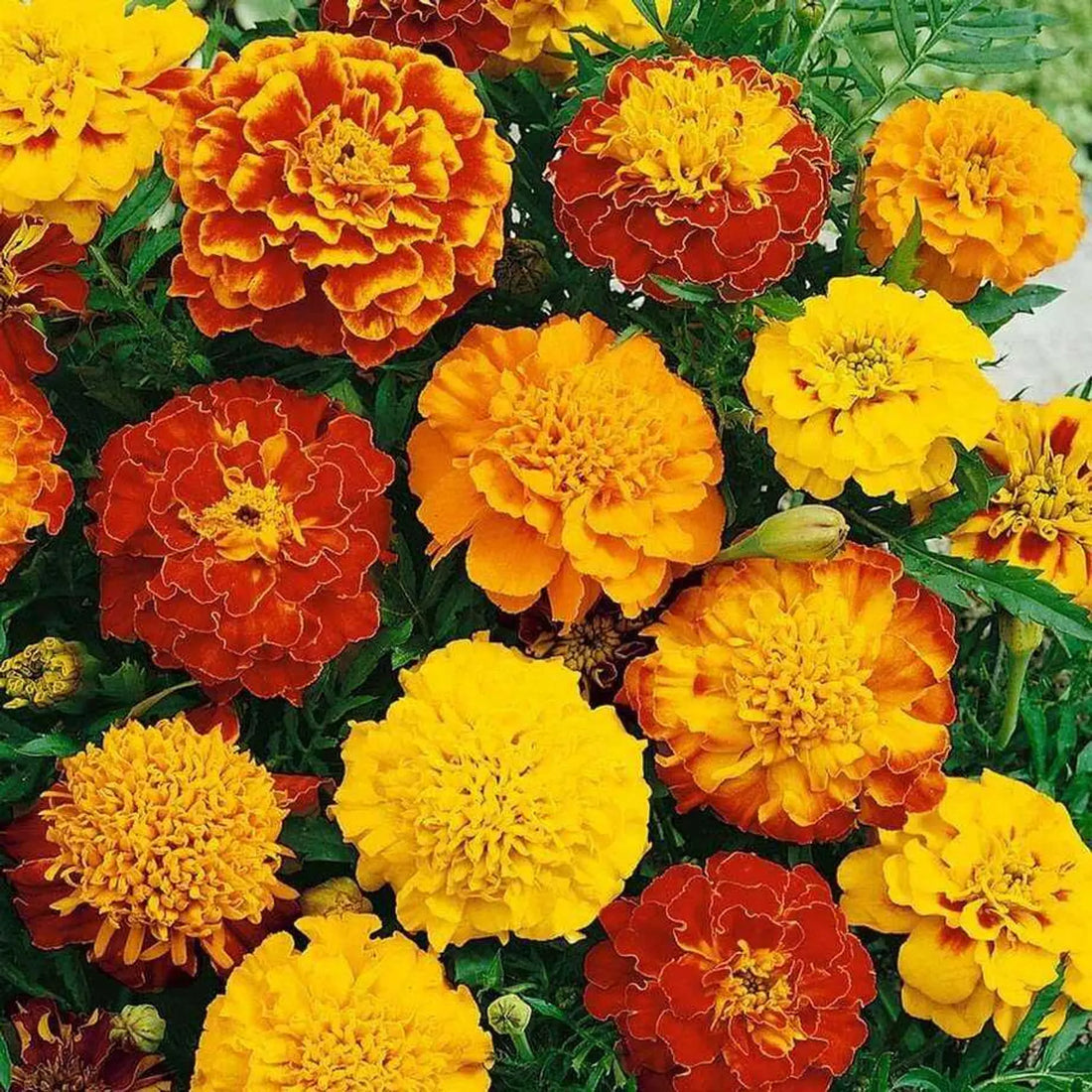 Marigold Tagetes flower seeds