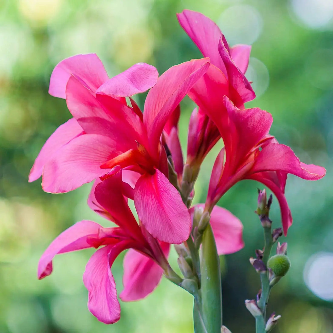 Pink Canna flower seeds