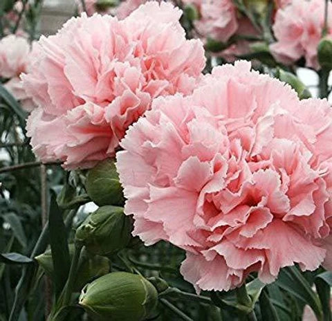Light Pink flower seeds