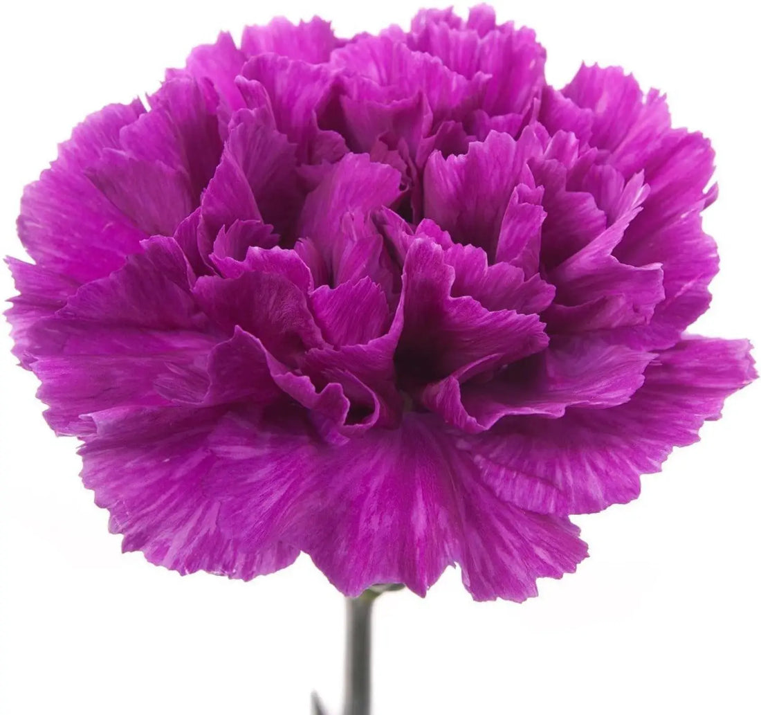 Violet Caryophyllus flower seeds