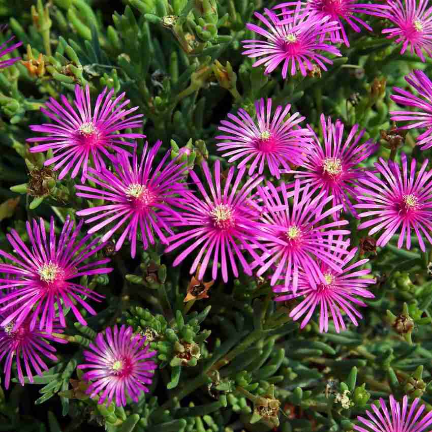 Pink Delosperma flower seeds