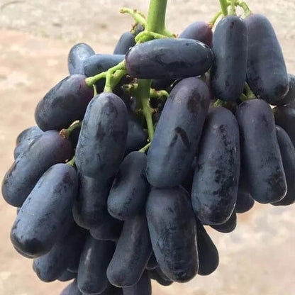Black Finger Grape plant