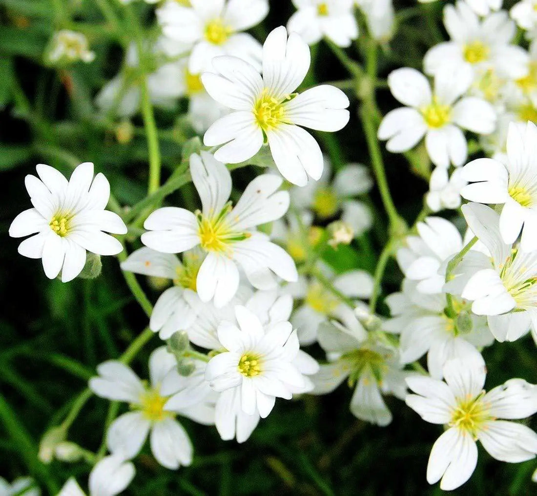 White Burren flower seeds