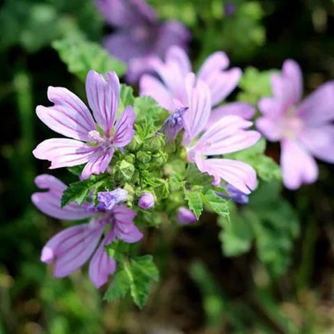 Mauve flower seeds