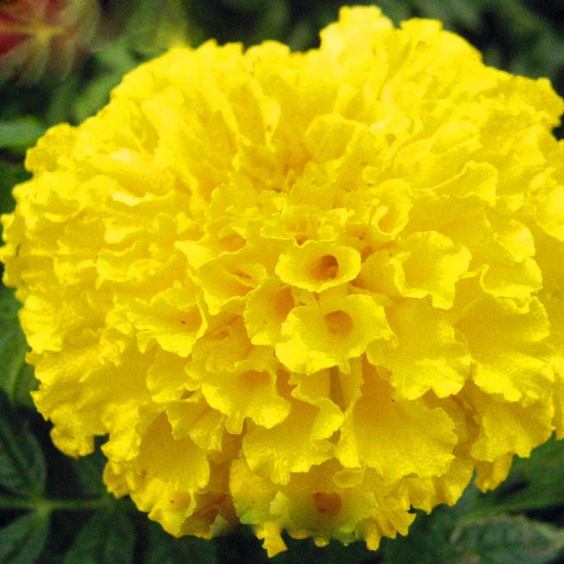 Yellow Maidenhair flower seeds
