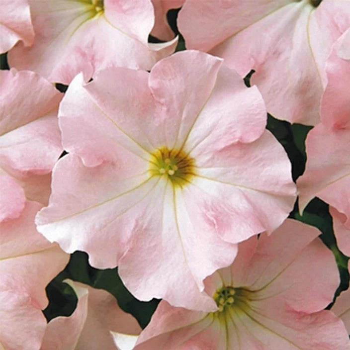 Baby Pink Petunia plant