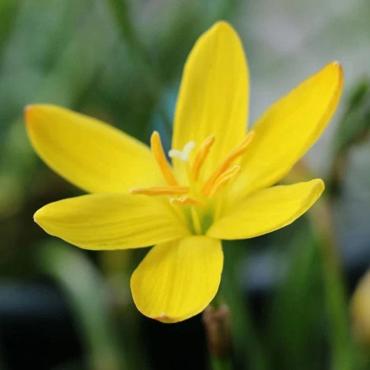 Balsamine Yellow flower seeds