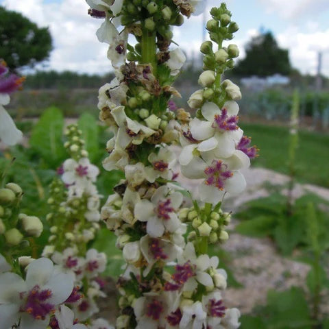 Verbascum flower seeds