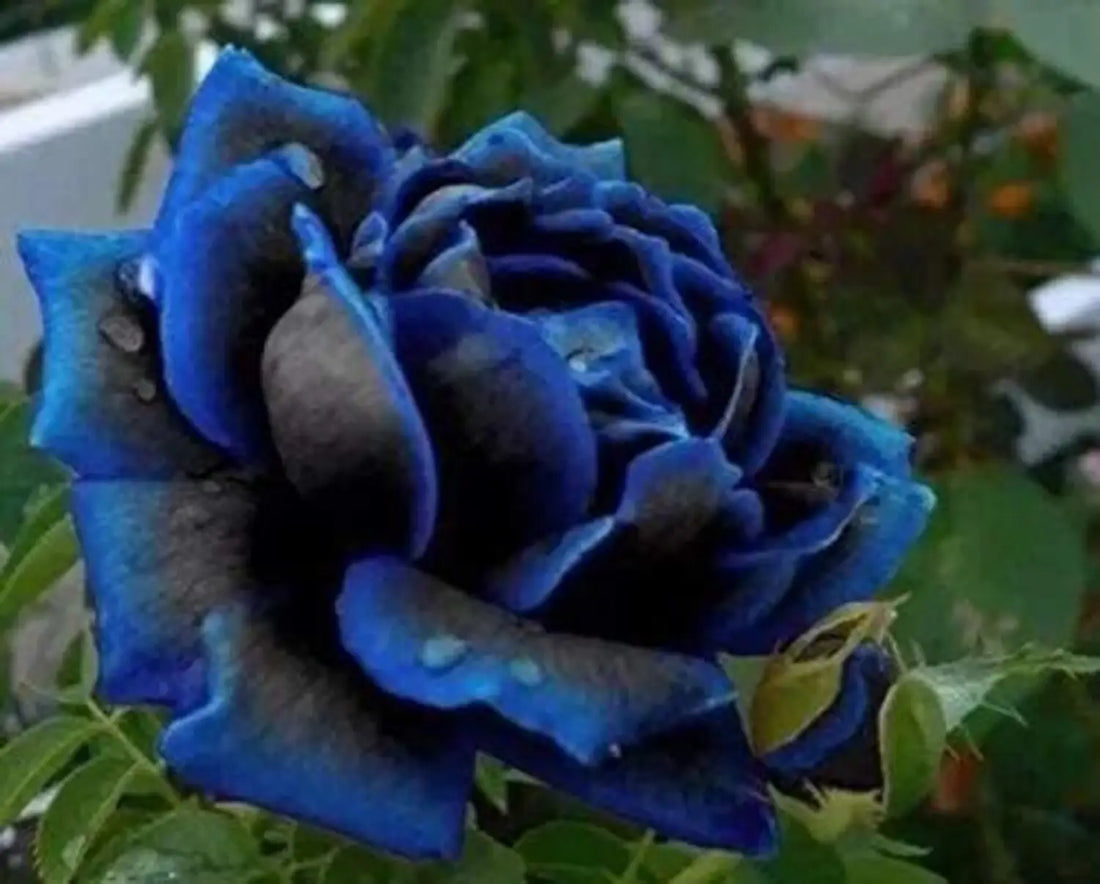 Black Blue flower seeds