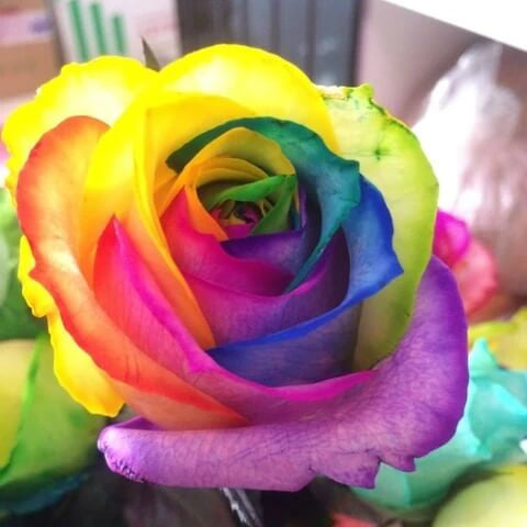 Rainbow Rose Rosa plant