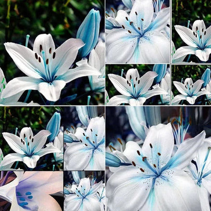 Blue Lily plant